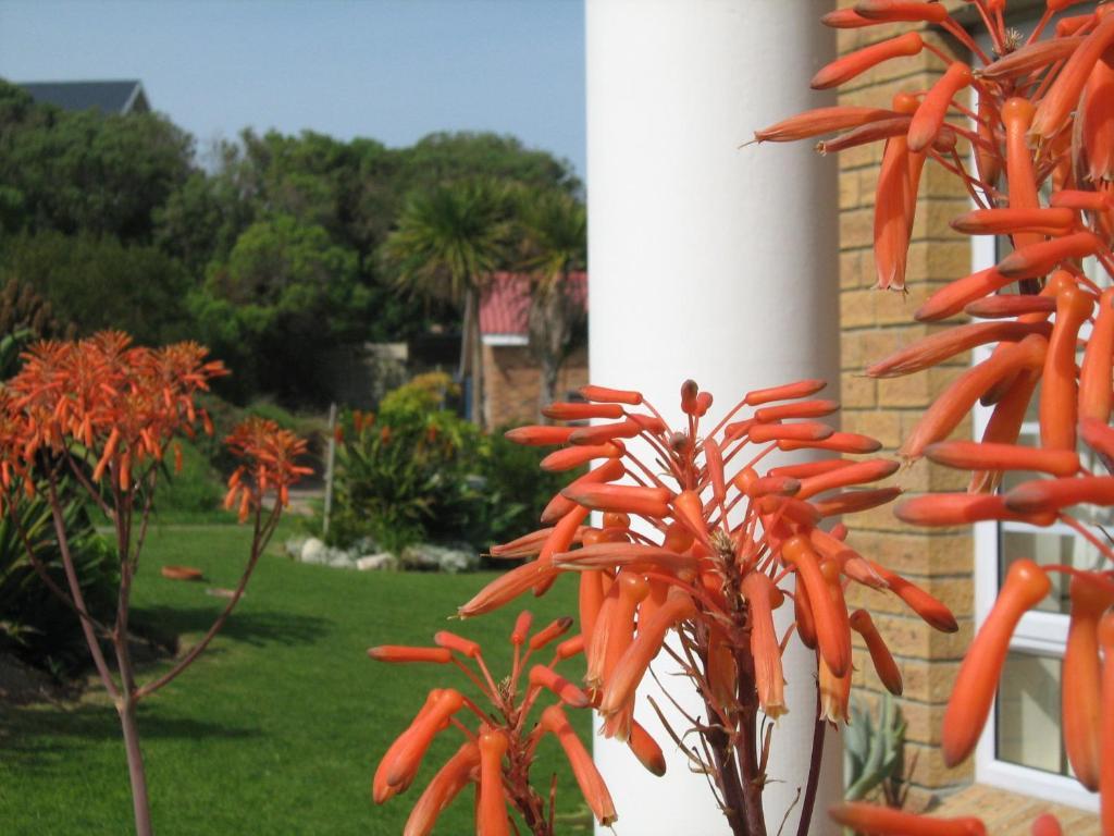 Nell'S B&B Kleinbaai Dış mekan fotoğraf